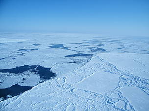The importance of sea ice
© Vicki Sahanatien
© Vicki Sahanatien