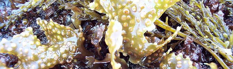 Seaweed
© Jennifer Rice algae
© Jennifer Rice