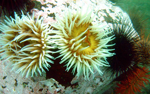 Anemones and urchins.
© Jennifer Rice / WWF-Canada
© Jennifer Rice / WWF-Canada
