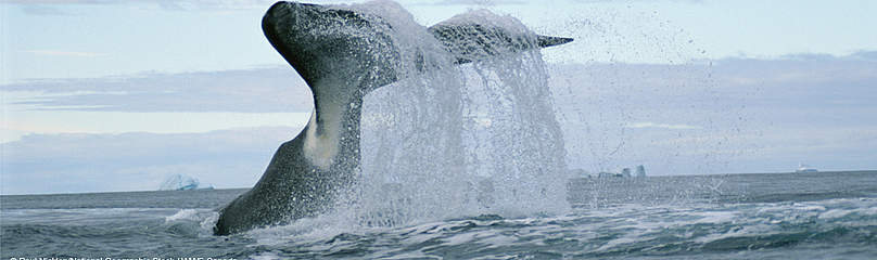 © Paul Nicklen/National Geographic Stock / WWF-Canada
© Paul Nicklen/National Geographic Stock / WWF-Canada