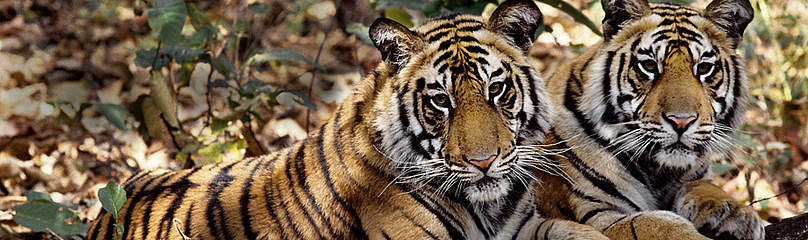 Tigers
© Vivek R. Sinha / WWF
© Vivek R. Sinha / WWF