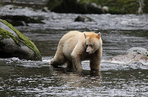 Ours Esprit à la pêche dans la forêt pluviale du Grand Ours
© Natalie Bowes / WWF-Canada rel=