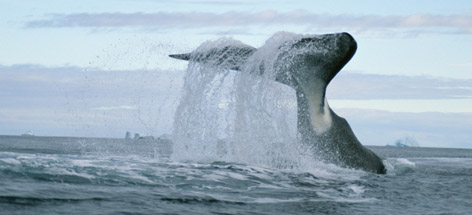 Bowhead whale at Isabella Bay, also known as Niginganiq, Nunavut, Canada.
© Paul Nicklen / National Geographic Stock / WWF rel=