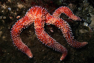 The long-rayed rainbow star Orthasterias koehleri preys upon sessile invertebrates such as mussels ...
© Neil McDaniel / WWF-Canada
© Neil McDaniel / WWF-Canada
