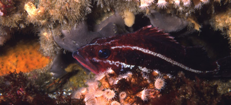 Juvenile yelloweye rockfish, Bowie Seamount
© Neil McDaniel/WWF-Canada rel=
