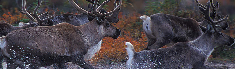Caribou from the Beverly herd in the early fall crossing the Thelon River, Northwest Territories
© Steven Barger Caribou from the Beverly herd in the early fall crossing the Thelon River, Northwest Territories
© Steven Barger