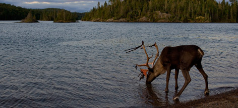 Woodland caribou (Rangifer tarandus) in the boreal forest, Slate Islands, Ontario, Canada.
© GaryAndJoanieMcGuffin.com / WWF-Canada rel=