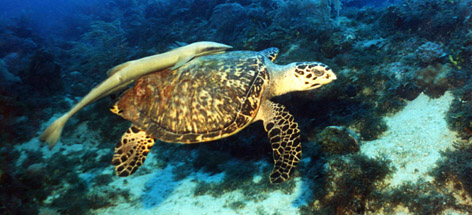 Underwater photos of a Sharksucker (Echeneis naucrates) travelling over a Hawksbill Turtle ...
© CNAP / WWF-Canada rel=