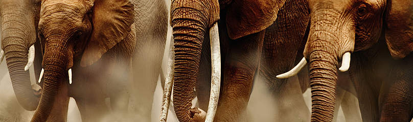 WWF-Canon/Martin Harvey
© WWF/Martin Harvey
© WWF/Martin Harvey