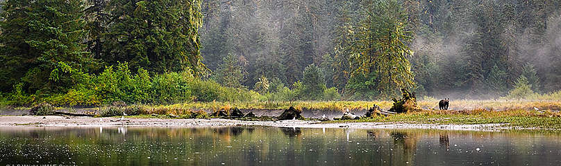 The Great Bear Sea
© Andrew S. Wright / WWf-Canada
© Andrew S. Wright / WWf-Canada