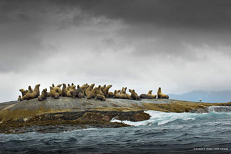 © Andrew S. Wright / WWf-Canada rel=