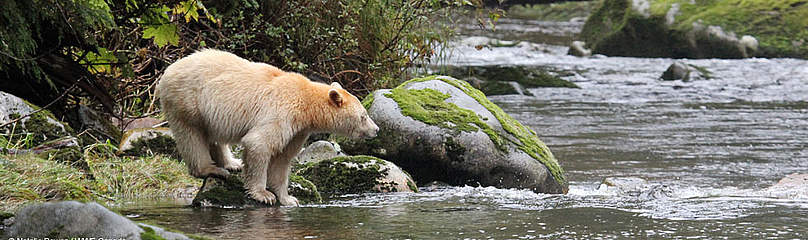The Great Bear Sea
©
©