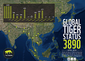 Global Tiger Status: April 2016
© WWF
© WWF