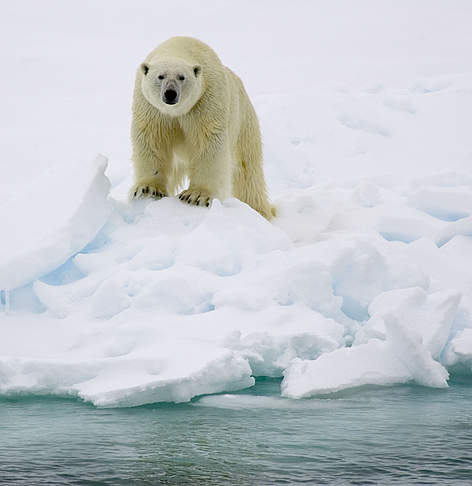 Polar bear (Ursus maritimus).
© Sindre Kinnerød / WWF rel=