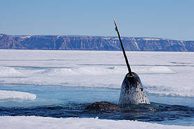 A narwhal (Monodon monoceros) surfacing for breath in the Arctic, Canada.
© Paul Nicklen/National Geographic Stock / WWF-Canada
© Paul Nicklen/National Geographic Stock / WWF-Canada