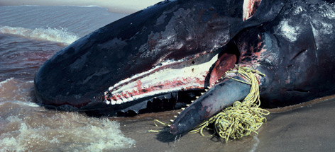 Sperm whale, stranded dead. Jaw broken from escape attempts.
© William W. Rossiter / WWF rel=