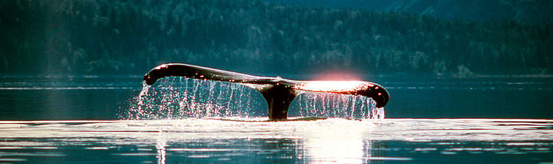 Humpback whale (Megaptera novaeangliae) fluke.
© Sylvia EARLE / WWF
© Sylvia EARLE / WWF