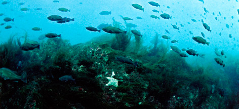 Rockfish swim at the summit of Bowie Seamount
© Neil McDaniel rel=