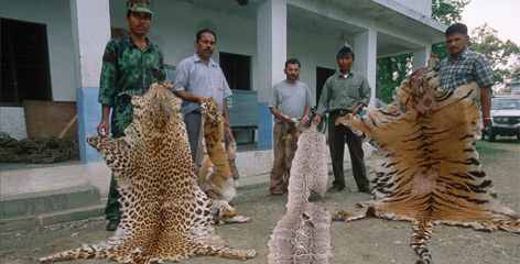 Anti-poaching staff display a leopard skin, a python skin and a tiger skin.
© Jeff Foott / WWF rel=