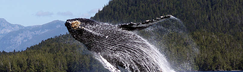 © forwhales.org
© forwhales.org