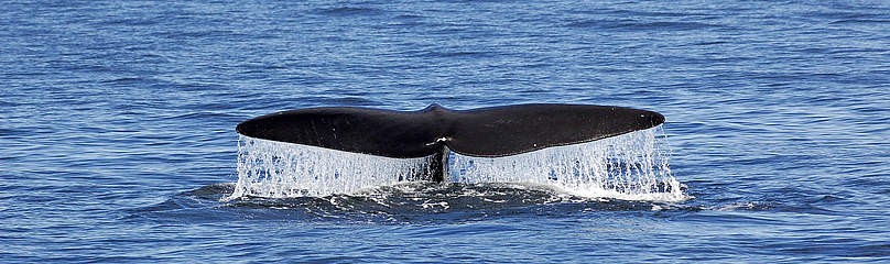 Large whale tail
© Canadian Whale Institute /Yan Guilbault /WWF-Canada
© Canadian Whale Institute /Yan Guilbault /WWF-Canada