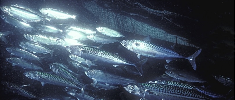 Forage Fish | WWF-Canada