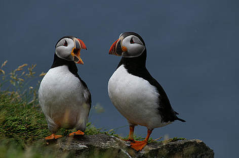 Atlantic puffins
© Steven Ramm rel=