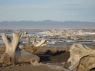 Sea ice and driftwood, Beaufort Sea, near Herschel Island, Yukon, Canada.
© Monte HUMMEL / WWF-Canada
© Monte HUMMEL / WWF-Canada