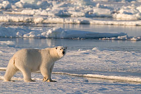 olar bear (Ursus maritimus) walking on sea ice, Spitsbergen, Svalbard, Norway.
© Steve Morello / WWF
© Steve Morello / WWF
