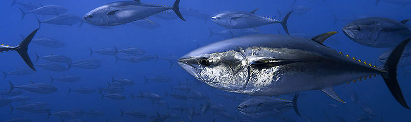 Northern bluefin tuna.
© Brian J. Skerry / National Geographic Stock / WWF
© Brian J. Skerry / National Geographic Stock / WWF