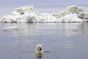 Polar bear (Ursus maritimus) swimming in the water in front of an iceberg, Beaufort Sea, Arctic ...
© naturepl.com / Steven Kazlowski / WWF
© naturepl.com / Steven Kazlowski / WWF