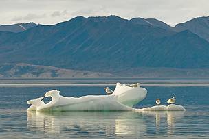Gulls perch on the last of the melting summer ice, at Pond Inlet, Nunavut, Canada
© Andrew S. Wright / WWF-Canada
© Andrew S. Wright / WWF-Canada