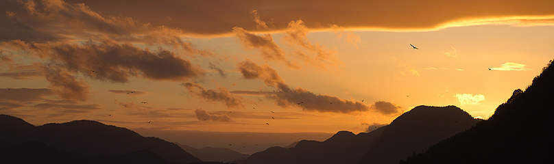 Orange clouds and silhouettes of birds flying in the sunset over Matheson Channel, British ...
© Tim Irvin / WWF-Canada
© Tim Irvin / WWF-Canada