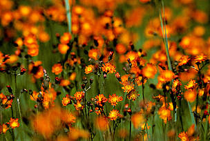 Orange flowers
© J.D. Taylor / WWF-Canada
© J.D. Taylor / WWF-Canada