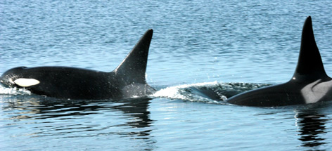 Deux épaulards dans l’océan Pacifique.
© Alan Burger / WWF-Canada rel=