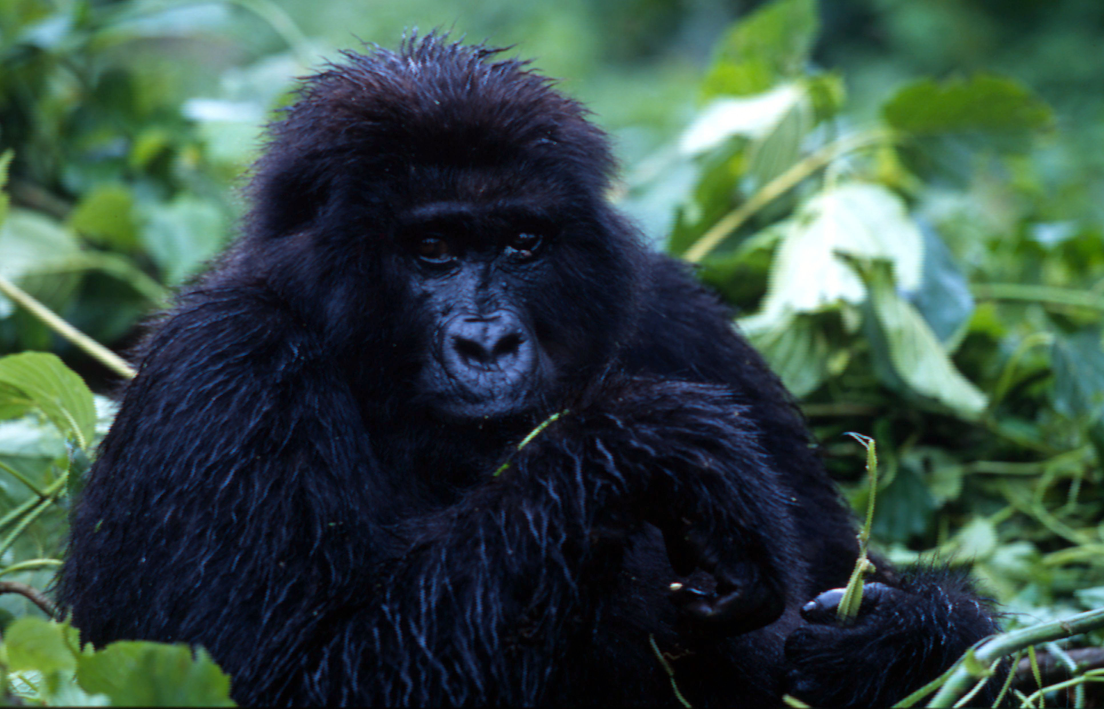 Gorilla Chimba Park