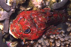 A Red Irish Lord (Hemilepidotus hemilepidotus), a colourful sculpin that reaches 30 cm long, on the ...
© MCDANIEL, Neil / WWF-Canada
© MCDANIEL, Neil / WWF-Canada