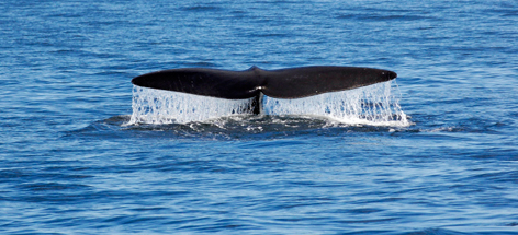 Northern right whale, also known as the North Atlantic right whale, (Eubalaena glacialis) sighted ...
© Canadian Whale Institute/Yan Guilbault / WWF-Canada rel=