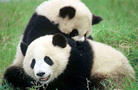 Giant panda (Ailuropoda melanoleuca); Sichuan Province, China
© Michel Gunther / WWF rel=