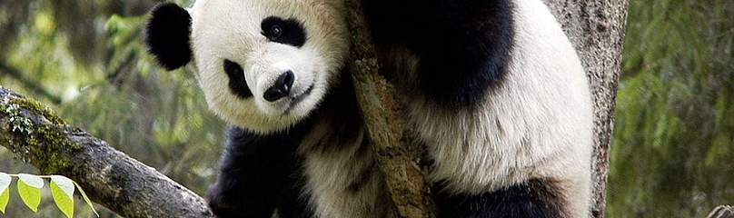 Giant panda in tree, Wolong Nature Reserve, China.
© © Bernard De Wetter / WWF
© © Bernard De Wetter / WWF
