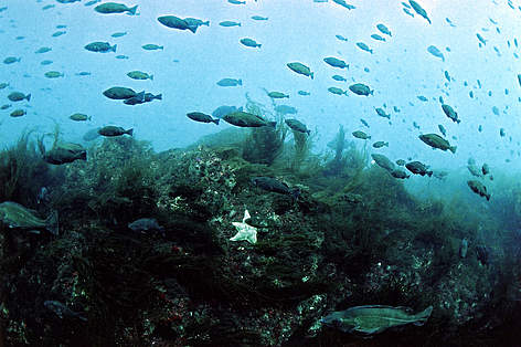 Twenty-five metres below the surface, the clear blue water above the summit of Bowie Seamount ...
© Neil McDaniel / WWF-Canada rel=