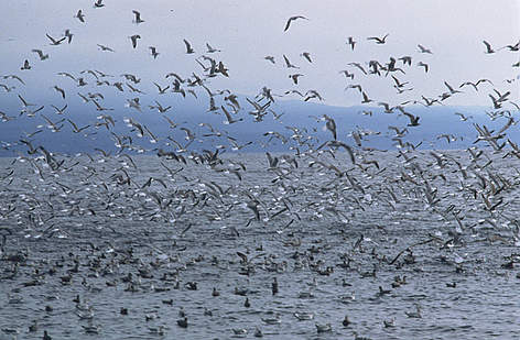 Seabirds flock over Swiftsure Bank in B.C.
© Alan BURGER / WWF-Canada rel=