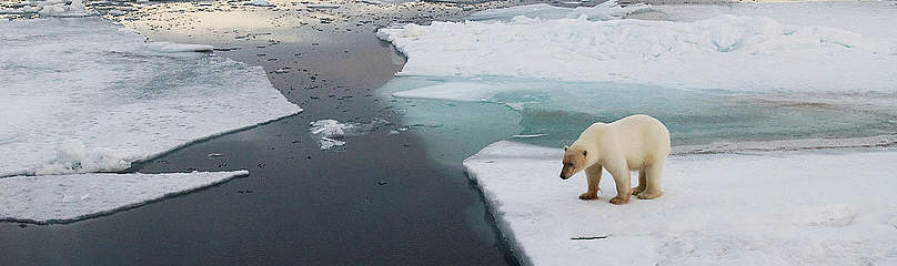 Polar Bear
© Steve Morello / WWF
© Steve Morello / WWF