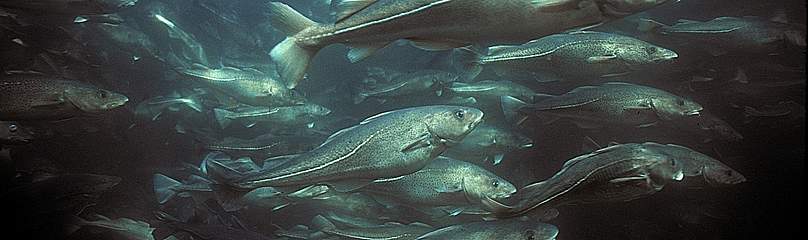 Atlantic cod (Gadus morhua) aquaculture, Newfoundland, Canada.
© Gilbert Van Ryckevorsel / WWF-Canada
© Gilbert Van Ryckevorsel / WWF-Canada