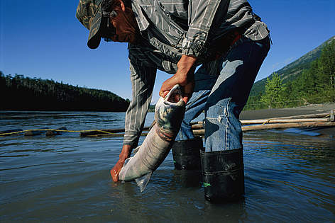Un pêcheur des Premières Nations retire un saumon d’un filet, Stikine River Valley, ...
© Sarah Leen/National Geographic Stock / WWF-Canada rel=