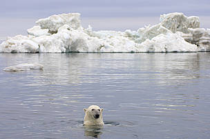 Polar bear (Ursus maritimus) swimming in the water in front of an iceberg, Beaufort Sea, Arctic ...
© © naturepl.com / Steven Kazlowski / WWF
© © naturepl.com / Steven Kazlowski / WWF