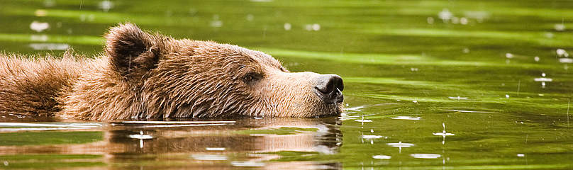 Grizzly bear swimming in the estuary waters of the Great Bear.
© Tim Irvin / WWF-Canada
© Tim Irvin / WWF-Canada