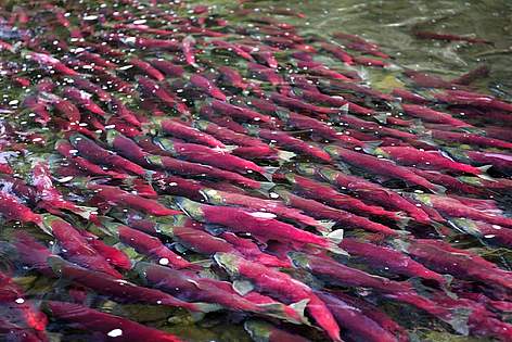 Sockeye salmon return to spawn in B.C.
© Andrew S. Wright / WWF-Canada rel=
