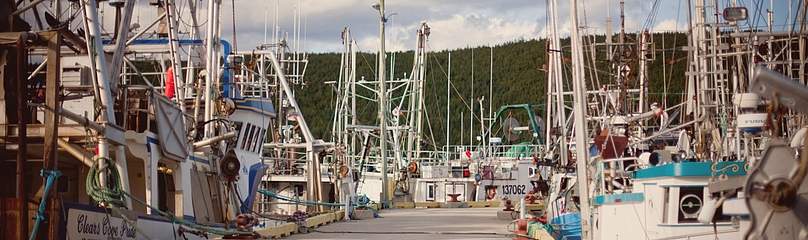 Various sizes of commercial fishing boats tied up at the wharf in the Small Boat Basin in St. ...
© Alyssa Bistonath / WWF-Canada Various sizes of commercial fishing boats tied up at the wharf in the Small Boat Basin in St. ...
© Alyssa Bistonath / WWF-Canada