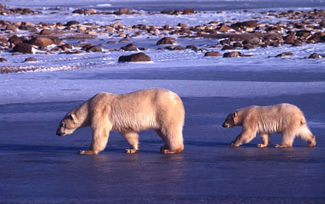 Polar bear Mother and young Churchill, Canada
© François PIERREL / WWF Polar bear Mother and young Churchill, Canada rel=